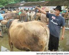 Perbedaan Profesi Blantik (Penjual Sapi) Dulu dan Sekarang Perbedaan Profesi Blantik (Penjual Sapi) Dulu dan Sekarang