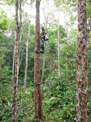 Menafikan Hutan Kemenyan (Tombak Hamijon) Menafikan Hutan Kemenyan (Tombak Hamijon)