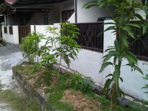 Menabung Pohon, Menabung Kehidupan Menabung Pohon, Menabung Kehidupan