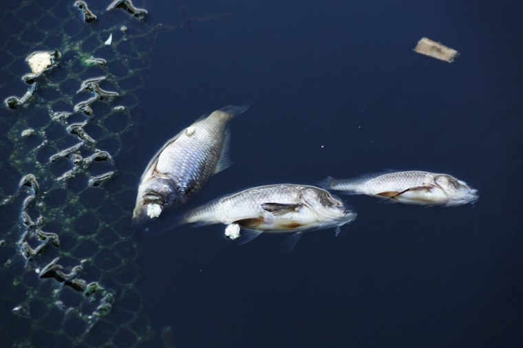 Petani Ikan Waduk Cirata Perlu Pertolongan Pemerintah Petani Ikan Waduk Cirata Perlu Pertolongan Pemerintah