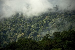 Kawasan Leuser Siap Berganti Baju Kawasan Leuser Siap Berganti Baju