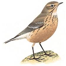 Burung Pipit yang Belajar Terbang Burung Pipit yang Belajar Terbang