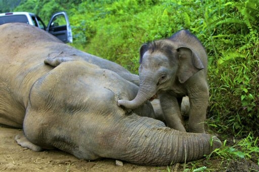 Gajah Melawan, Pesan Alam (hutan) pada Manusia Gajah Melawan, Pesan Alam (hutan) pada Manusia
