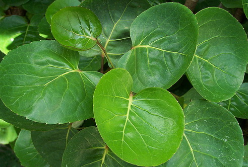 Cara Mengatasi Kebotakan Secara Alami Adalah Yang Kamu Cari, Ini Dia Jawabannya! Cara Mengatasi Kebotakan Secara Alami Adalah Yang Kamu Cari, Ini Dia Jawabannya!