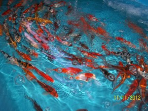 Nemo dan Koi Jadi Anti Stress di Gunung Sari Nemo dan Koi Jadi Anti Stress di Gunung Sari