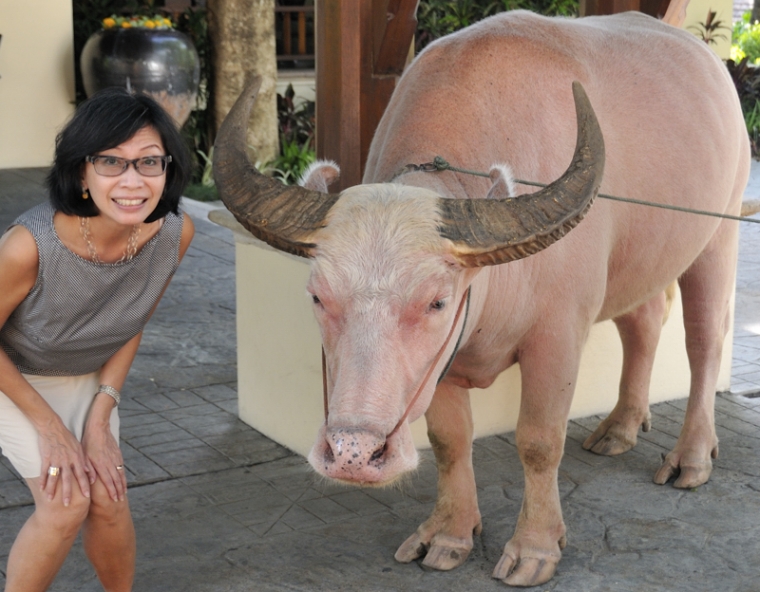 Si Anu Numpak Kebo Bule Wuenak Tenan....! Si Anu Numpak Kebo Bule Wuenak Tenan....!