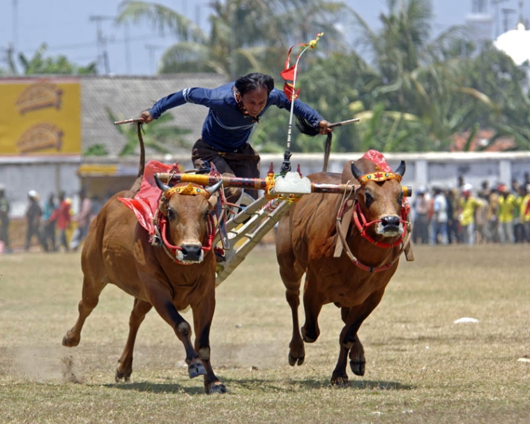'Kejamnya' Kerapan Sapi 'Kejamnya' Kerapan Sapi
