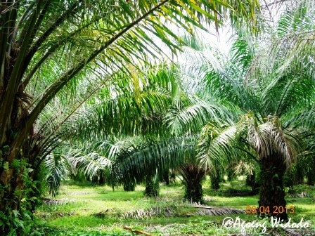 Kelapa Sawit dan Pelestarian Hutan Kelapa Sawit dan Pelestarian Hutan