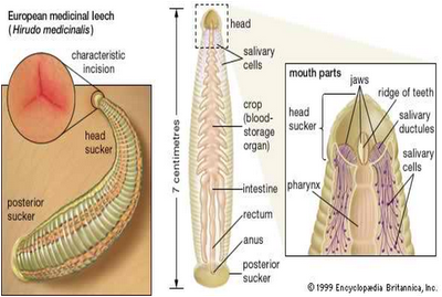 LINTAH (Hirudo medicinalis) sebagai Bioindikator Pencemaran Lingkungan Perairan Tawar LINTAH (Hirudo medicinalis) sebagai Bioindikator Pencemaran Lingkungan Perairan Tawar