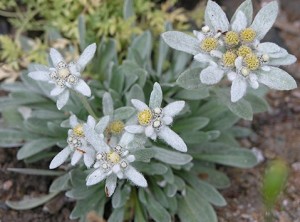Bunga Edelweiss Simbol Cinta Abadi Bunga Edelweiss Simbol Cinta Abadi