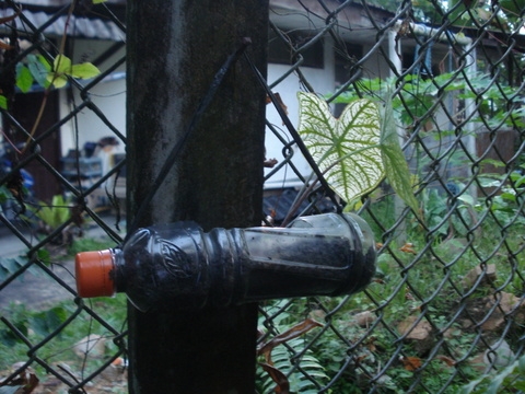 Memanfaatkan Botol Plastik Bekas Minuman untuk Pot Tanaman Memanfaatkan Botol Plastik Bekas Minuman untuk Pot Tanaman