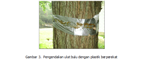 Ulat Bulu, Serangga Hama yang Mudah Dikendalikan Ulat Bulu, Serangga Hama yang Mudah Dikendalikan