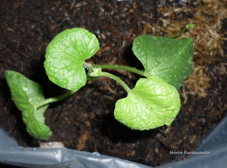 My Green Resolution is Berkebun Sayuran Organik My Green Resolution is Berkebun Sayuran Organik
