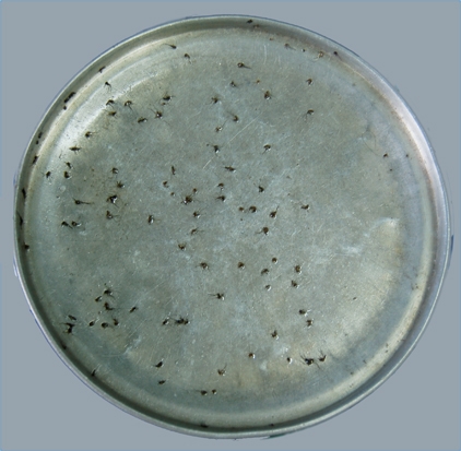 Perangkap Nyamuk Sederhana di Rumah Kami Perangkap Nyamuk Sederhana di Rumah Kami