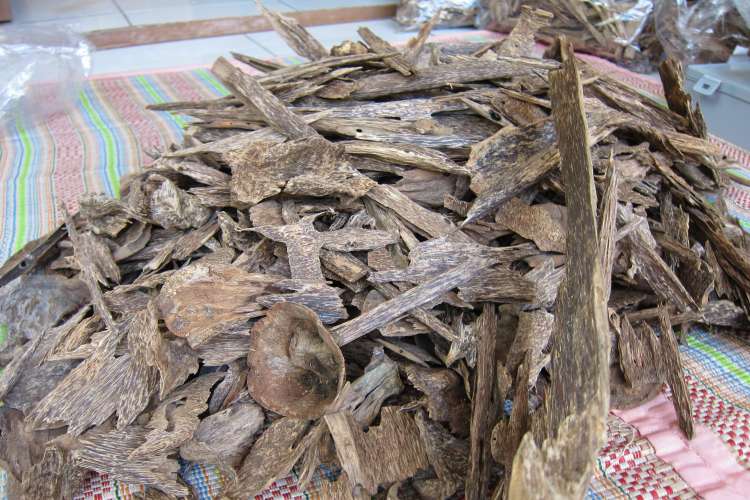 Kayu Syetan Asal Kalimantan Kayu Syetan Asal Kalimantan