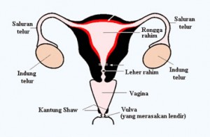 Wanita dengan Satu Indung Telur Ternyata Bisa Hamil Juga Wanita dengan Satu Indung Telur Ternyata Bisa Hamil Juga