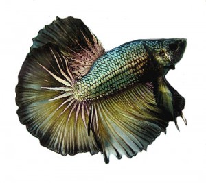 Tips Memilih Ikan Cupang yang Baik Tips Memilih Ikan Cupang yang Baik