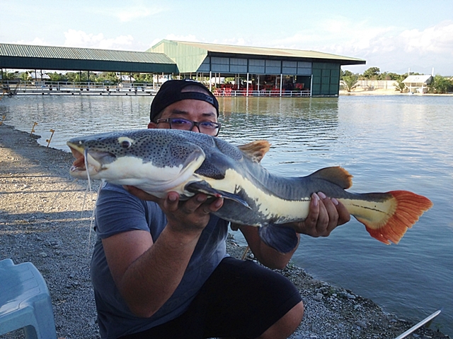 Mancing Monster Fish di Malaysia, Sensasi Luar Biasa Mancing Monster Fish di Malaysia, Sensasi Luar Biasa