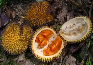 Oleh-oleh Cerita Pulkam: Musim Buah, Tangga Gereja, Rencana Masuknya Perkebunan Sawit dan PLN Mulai Menyala Oleh-oleh Cerita Pulkam: Musim Buah, Tangga Gereja, Rencana Masuknya Perkebunan Sawit dan PLN Mulai Menyala