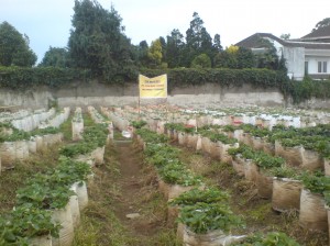 Bisnis Kebun Strawberry, menjamur di Lembang Bandung Bisnis Kebun Strawberry, menjamur di Lembang Bandung