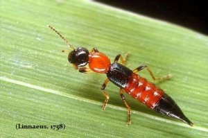 Tentang Tomcat, Boleh Waspada Tapi Jangan Takut Tentang Tomcat, Boleh Waspada Tapi Jangan Takut
