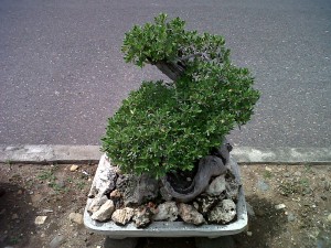 Bonsai Santigi, Kerasnya Alam Dipadukan dengan Keindahan Bonsai Santigi, Kerasnya Alam Dipadukan dengan Keindahan