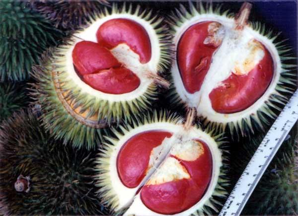 Nama-nama Buah Nama-nama Buah