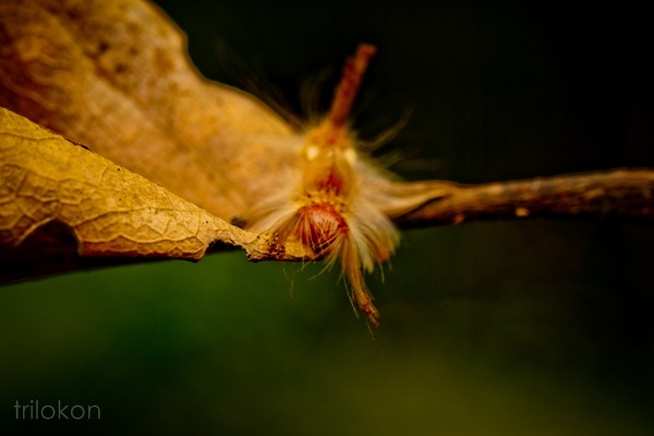 Si Cantik Caterpillar, Yang Mematikan Si Cantik Caterpillar, Yang Mematikan