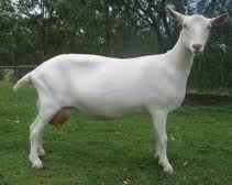 Aqiqah Dengan Kambing Betina? Nggak Masalah.. Aqiqah Dengan Kambing Betina? Nggak Masalah..