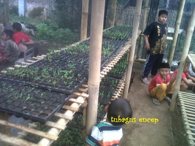 Mengenal Tray Semai/Bibit untuk Benih Tanaman Mengenal Tray Semai/Bibit untuk Benih Tanaman