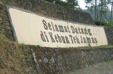 Perkebunan Teh Njamus Perkebunan Teh Njamus