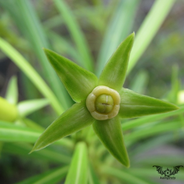 Macro Photography Versi Saya Macro Photography Versi Saya