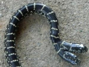 Ada Ular Berkepala Dua? Ada Ular Berkepala Dua?