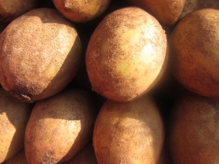 Buah Jambu Bangkok Paling Mahal Harganya Diantara Buah Buah Buah Jambu Bangkok Paling Mahal Harganya Diantara Buah Buah