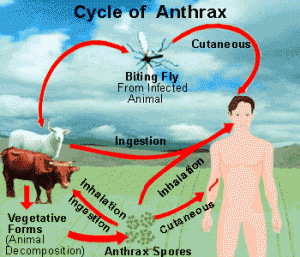 Anthrax, Bahaya Laten yang Masih Mengintai Kita Anthrax, Bahaya Laten yang Masih Mengintai Kita