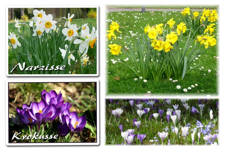 Frühlings Blumen (I) Frühlings Blumen (I)