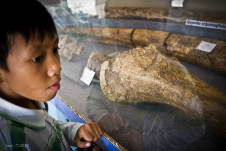 Gajah Purba terbesar, Stegodon trigonochepalus, ditemukan di Pati Ayam Gajah Purba terbesar, Stegodon trigonochepalus, ditemukan di Pati Ayam