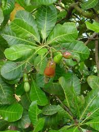 Jambu Monyet Kaya Manfaat Jambu Monyet Kaya Manfaat