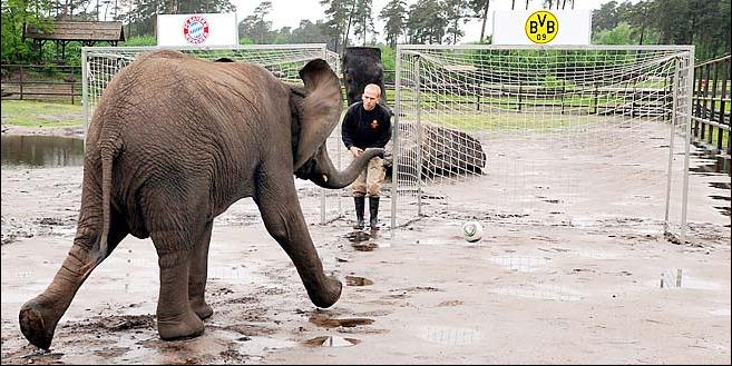 Jelang Final UCL : Gajah "Nelly" memilih Muenchen Jelang Final UCL : Gajah "Nelly" memilih Muenchen