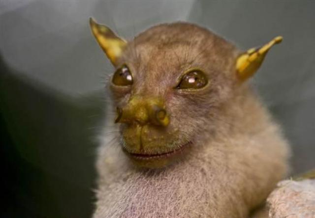 Exotic Animals from Papua Island Exotic Animals from Papua Island