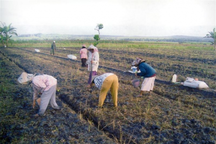 Andai Energi Perdebatan di Kompasiana untuk Menanam Kedelai Andai Energi Perdebatan di Kompasiana untuk Menanam Kedelai