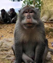 Lewat "Pohon Beringin," "Monyet Lampung" Incar Istana Lewat "Pohon Beringin," "Monyet Lampung" Incar Istana