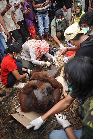 Peristiwa Kematian Orangutan di Wajok Menyisakan Cerita dan Pertanyaan Peristiwa Kematian Orangutan di Wajok Menyisakan Cerita dan Pertanyaan