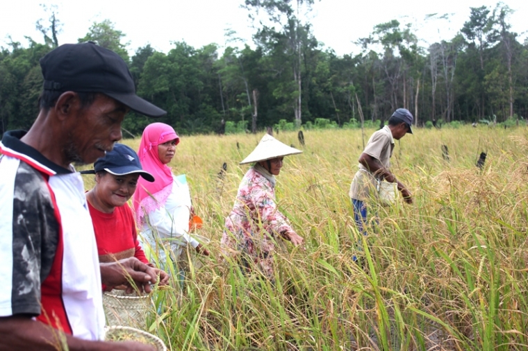 Uniknya Panen Padi di Belitong Uniknya Panen Padi di Belitong