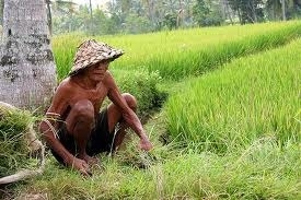 Kementrian Pertanian Republik Indonesia: Lindungi Petani Kita dari Kebangrutan & Kemiskinan Kementrian Pertanian Republik Indonesia: Lindungi Petani Kita dari Kebangrutan & Kemiskinan