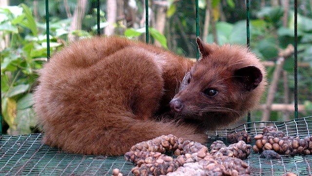 Kopi Luwak Boleh Mahal tapi Tak Semahal Teh Kotoran Panda Kopi Luwak Boleh Mahal tapi Tak Semahal Teh Kotoran Panda