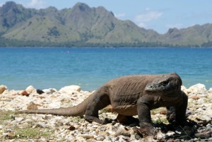 Taman Nasional Komodo Resmi Menjadi The New Seven Wonders of Nature Taman Nasional Komodo Resmi Menjadi The New Seven Wonders of Nature