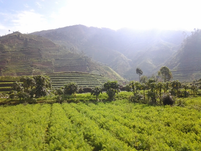 Bagana (Banser Siaga Bencana) Dieng Tanam 1 Juta Pohon Bagana (Banser Siaga Bencana) Dieng Tanam 1 Juta Pohon