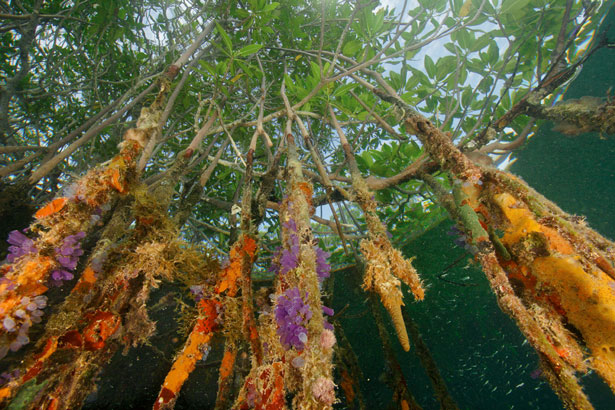 Satu Pengalaman di Mangrove Center Tuban Satu Pengalaman di Mangrove Center Tuban