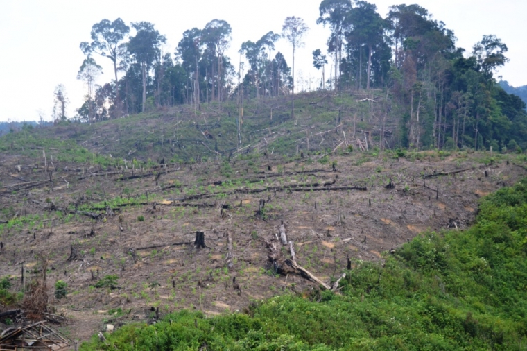 Runtuhnya Hutan Lindung Tormatutung Asahan Runtuhnya Hutan Lindung Tormatutung Asahan